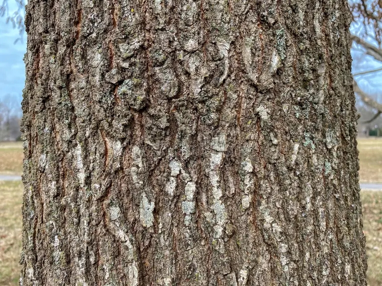 Дуб identifikacziya dereva imbricaria quercus gonta duba gorizontalnoe izobrazhenie 210426164 - Дуб