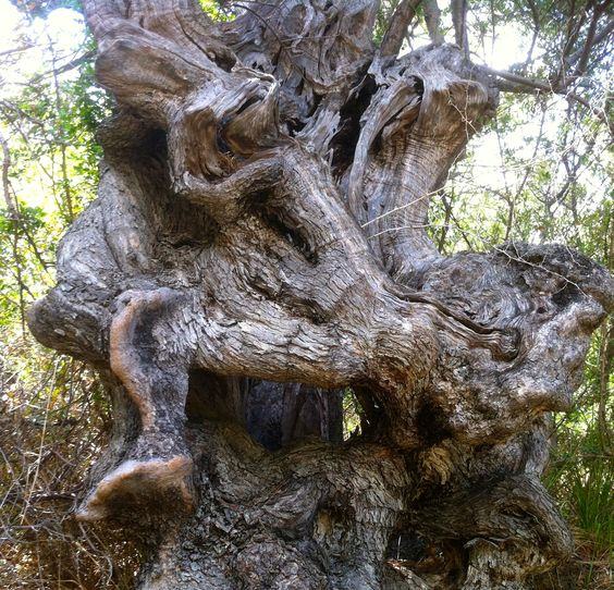 Древний ствол дерева / Олива европейская, (лат. Olea europaea) 
