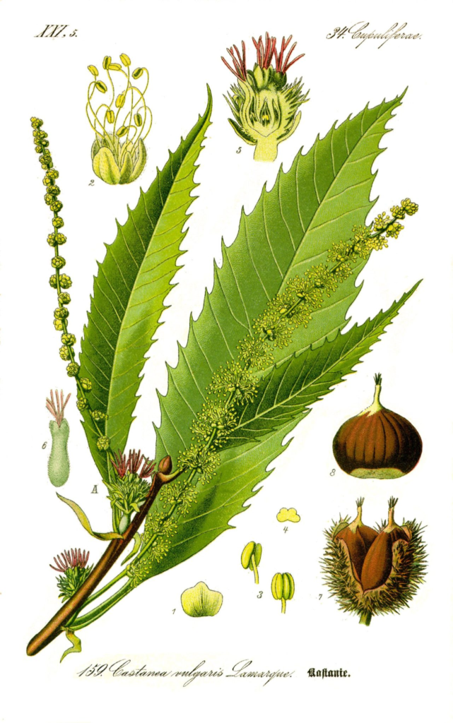 Каштан посевной (Castanea sativa) съедобный / ботанический лист