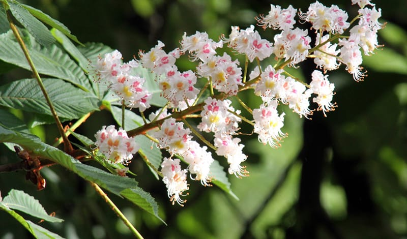  Каштан конский обыкновенный, Aesculus hippocastanum