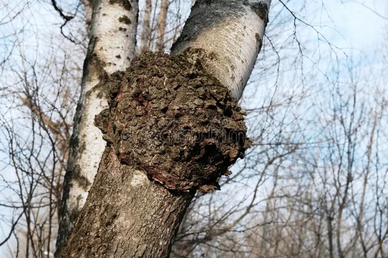 Берёза inonot obyknovenno nazyvaemyj chaga grib parazitik na bereze fangus 275063375 1 - Берёза