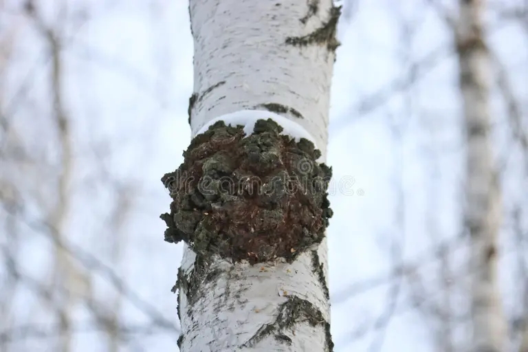 Берёза inonotus chaga hymenochaetaceae obliquus gribok ot semi potenczialnaya lekarstva dlya 202048485 1 - Берёза