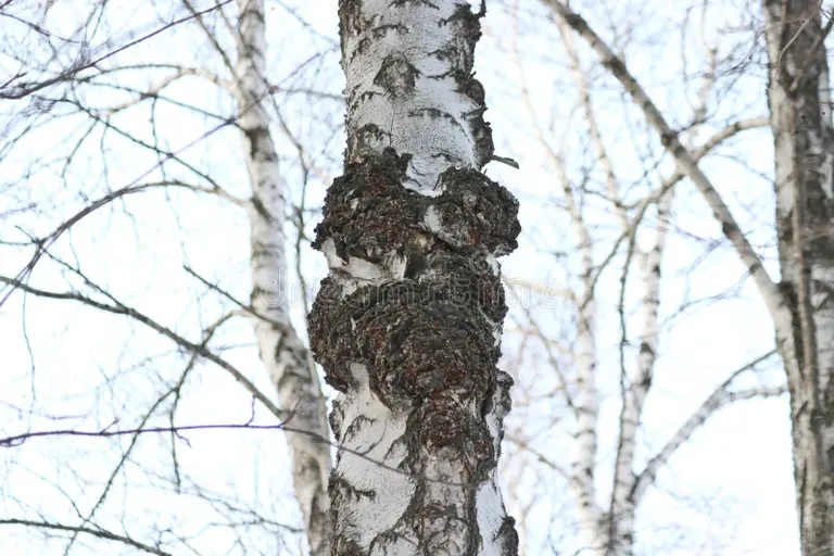 Берёза inonotus chaga hymenochaetaceae obliquus gribok ot semi potenczialnaya lekarstva dlya 202048795 1 - Берёза