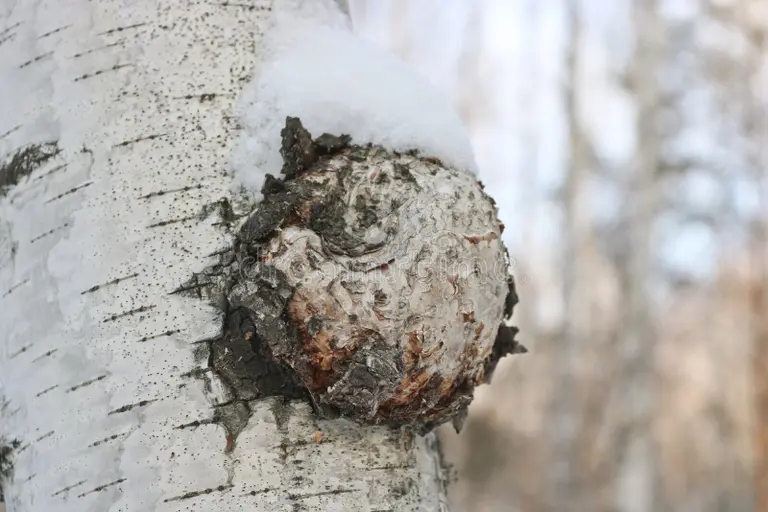 Берёза inonotus chaga hymenochaetaceae obliquus gribok ot semi potenczialnaya lekarstva dlya 202049154 1 - Берёза