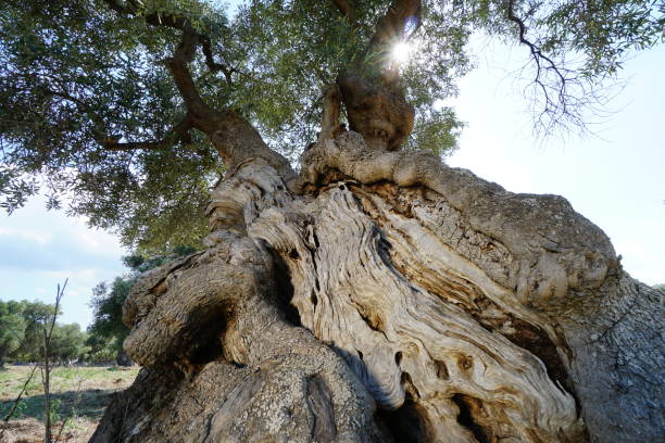 Древний ствол дерева / Олива европейская, (лат. Olea europaea) 