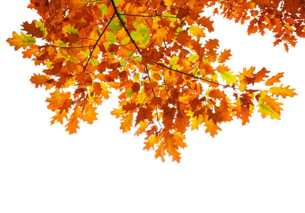 Дуб istockphoto 1008939708 612x612 1 - Дуб