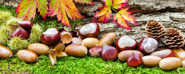 istockphoto 1066589416 612x612 1 - Каштан