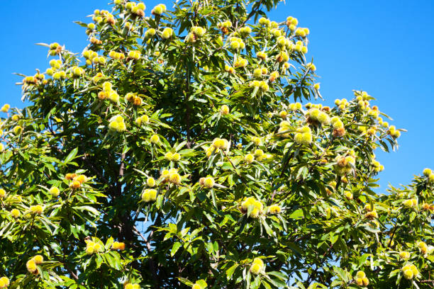istockphoto 1279481477 612x612 1 - Каштан