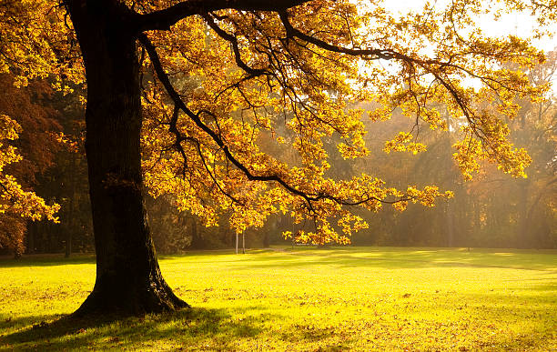 Дуб istockphoto 131710892 612x612 1 - Дуб