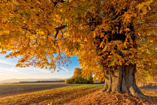 istockphoto 1335420404 612x612 1 - Каштан
