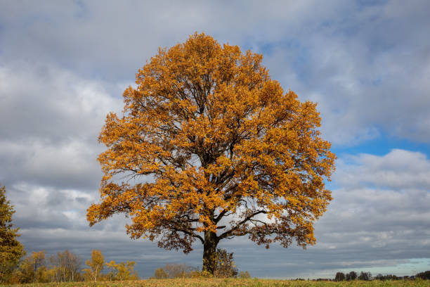Дуб istockphoto 1345134155 612x612 1 - Дуб