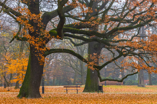 Дуб istockphoto 1345467058 612x612 1 - Дуб