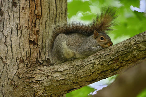 Дуб istockphoto 1400087720 612x612 1 - Дуб