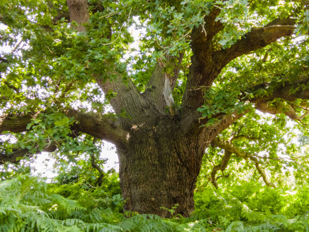 Дуб istockphoto 1409578730 612x612 1 - Дуб
