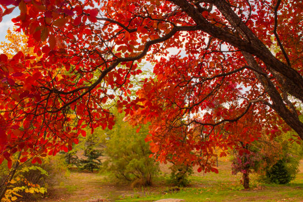 Дуб istockphoto 1418384625 612x612 1 - Дуб