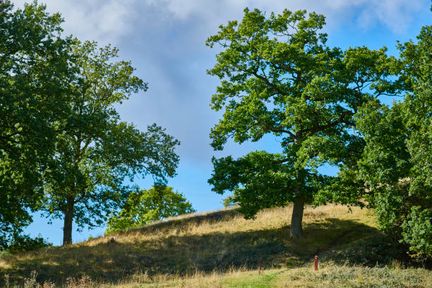Дуб istockphoto 1427528126 612x612 1 - Дуб