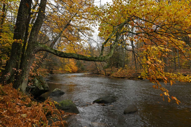 Дуб istockphoto 1436272438 612x612 1 - Дуб