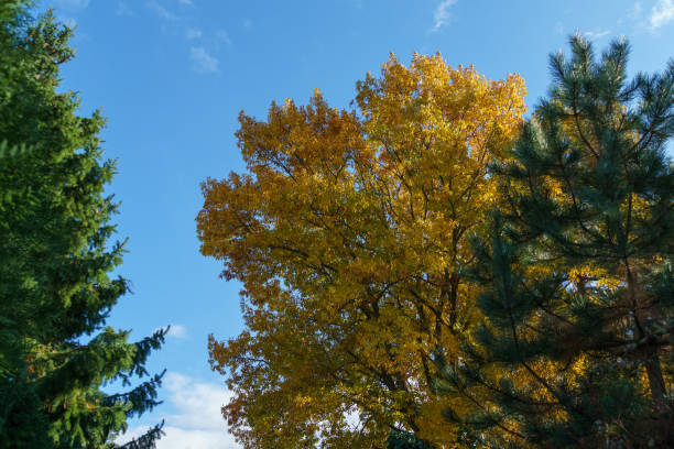 Дуб istockphoto 1441428875 612x612 1 - Дуб
