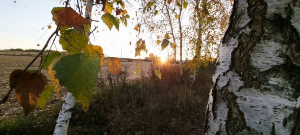 Дуб istockphoto 1443031647 612x612 1 - Дуб