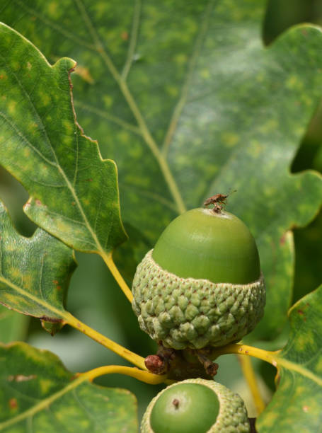 Дуб istockphoto 1445233494 612x612 1 - Дуб