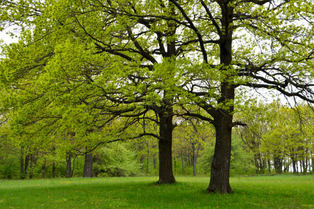 Дуб istockphoto 1447355091 612x612 1 - Дуб