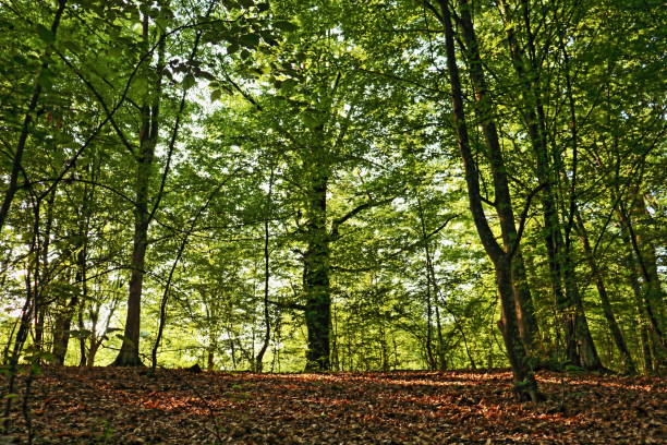 Дуб istockphoto 1452093063 612x612 1 - Дуб