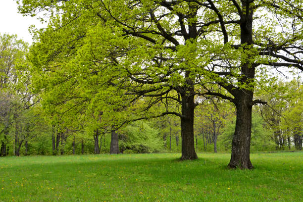 Дуб istockphoto 1457956524 612x612 1 - Дуб