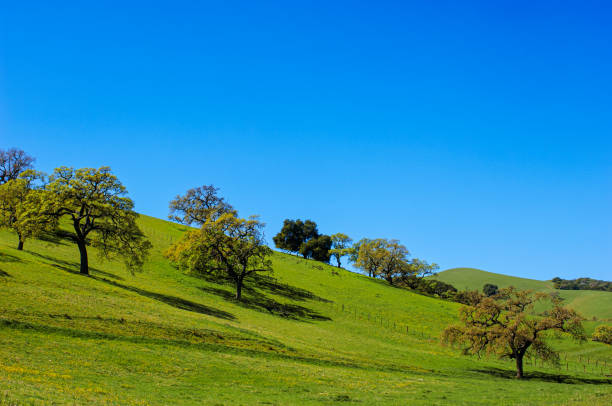 Дуб istockphoto 1459775891 612x612 1 - Дуб