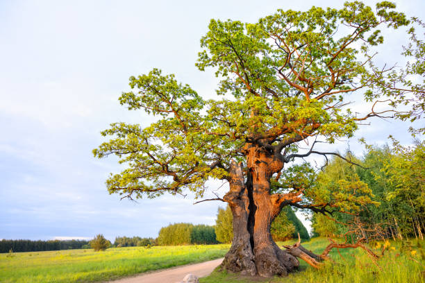 Дуб istockphoto 1474895162 612x612 1 - Дуб