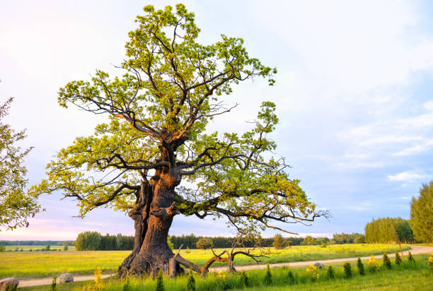 Дуб istockphoto 1474895197 612x612 1 - Дуб