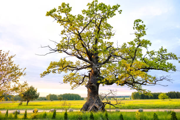 Дуб istockphoto 1474895205 612x612 1 - Дуб