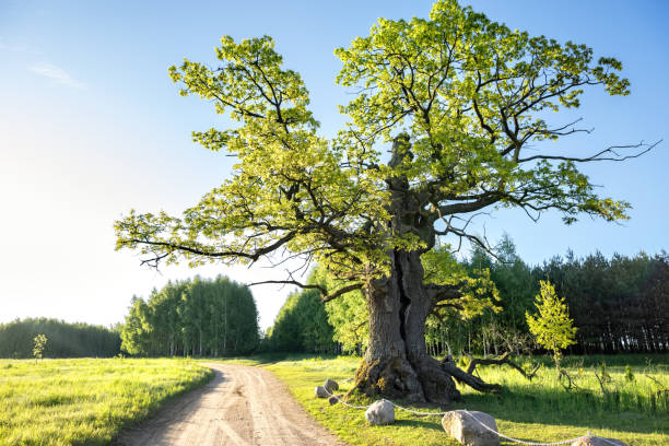 Дуб istockphoto 1474895220 612x612 1 - Дуб