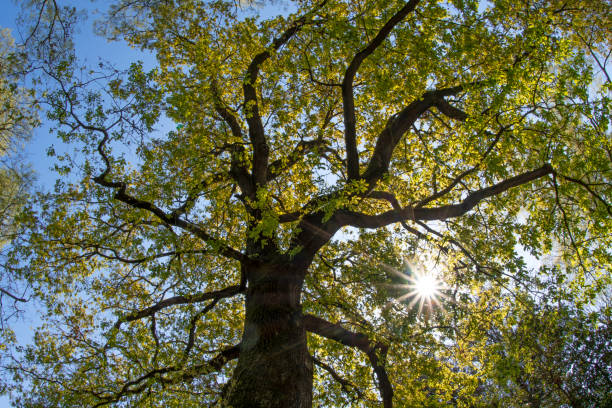 Дуб istockphoto 1480294340 612x612 1 - Дуб