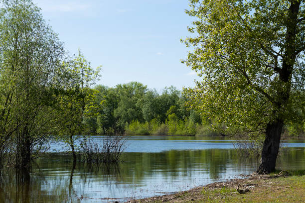 Дуб istockphoto 1489834578 612x612 1 - Дуб