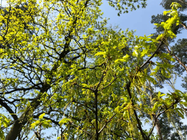 Дуб istockphoto 1503418696 612x612 1 - Дуб