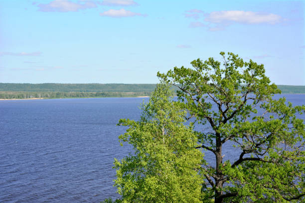 Дуб istockphoto 1505282297 612x612 1 - Дуб