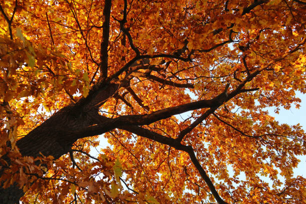 Дуб istockphoto 1522938940 612x612 1 - Дуб