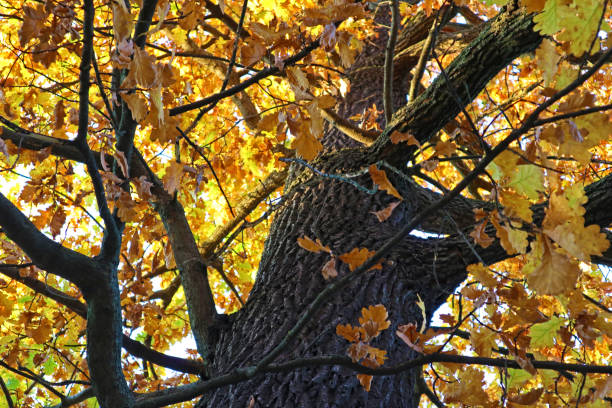 Дуб istockphoto 1522938942 612x612 1 - Дуб