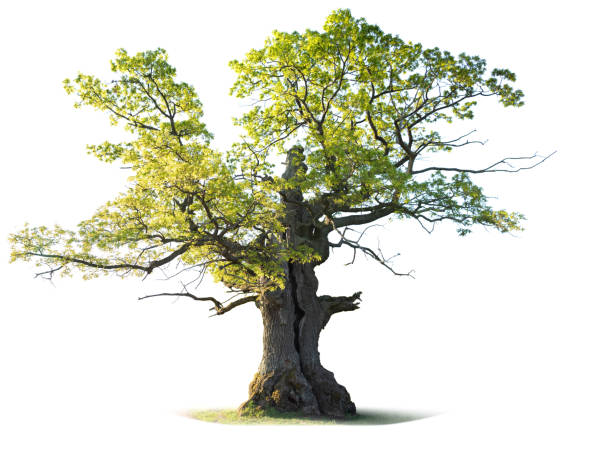 Дуб istockphoto 1545351624 612x612 1 - Дуб