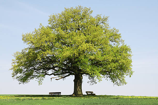 Дуб istockphoto 154962266 612x612 1 - Дуб