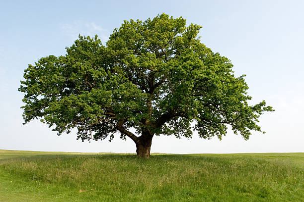 Дуб istockphoto 157198809 612x612 1 - Дуб