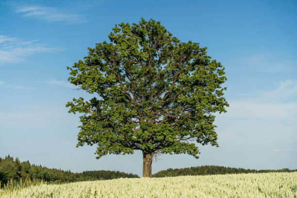 Дуб istockphoto 1584658222 612x612 1 - Дуб