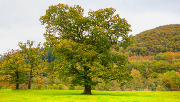 Дуб istockphoto 1607834775 612x612 1 - Дуб