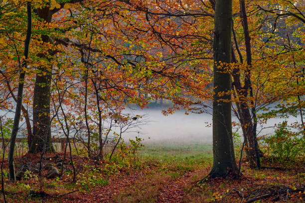 Дуб istockphoto 1610410867 612x612 1 - Дуб