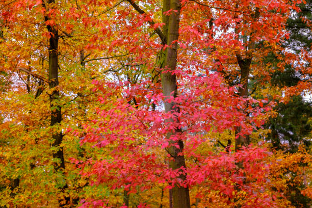 Дуб istockphoto 1616009093 612x612 1 - Дуб