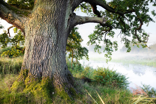 Дуб istockphoto 1617291376 612x612 1 - Дуб