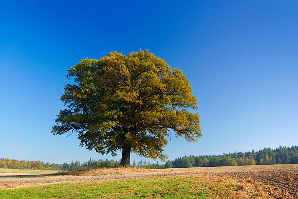 Дуб istockphoto 173607003 612x612 1 - Дуб