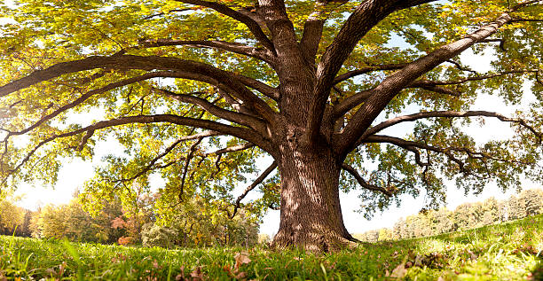Дуб istockphoto 183262773 612x612 1 - Дуб