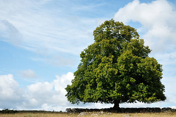 Дуб istockphoto 450039781 612x612 1 - Дуб