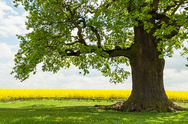 Дуб istockphoto 453484965 612x612 1 - Дуб